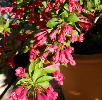 Santa Maria degli Angeli Hotel | Hotel Villa Elda