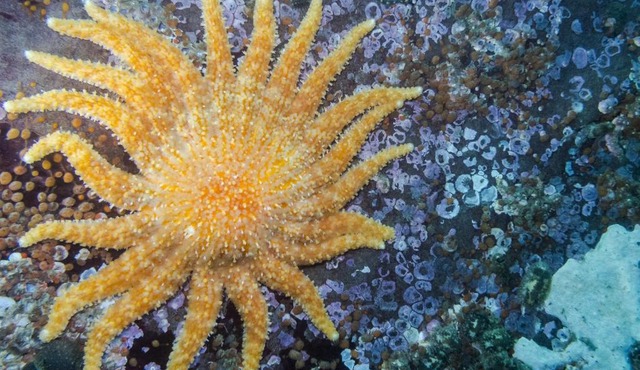 ALTAIR STELLA DI MARE