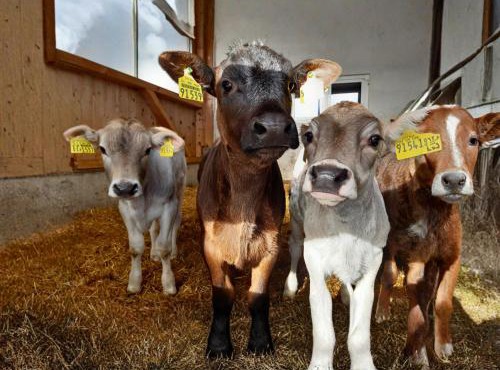 Bauernhof Finkel - Ferienwohnungen mit Balkon - Bergsicht - Traktor mitfahren - Tiere streicheln - entspannter Familienurlaub - zentrale Lage nahe Oberstdorf in Ofterschwang