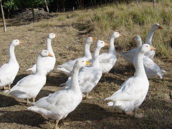Photo of Others in Santa Reparata