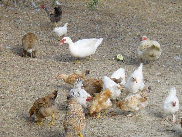 Photo of Others in Santa Reparata