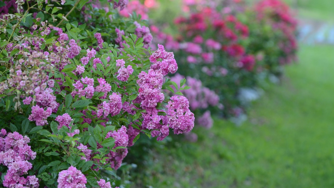 Photo of Outdoor in Paullo