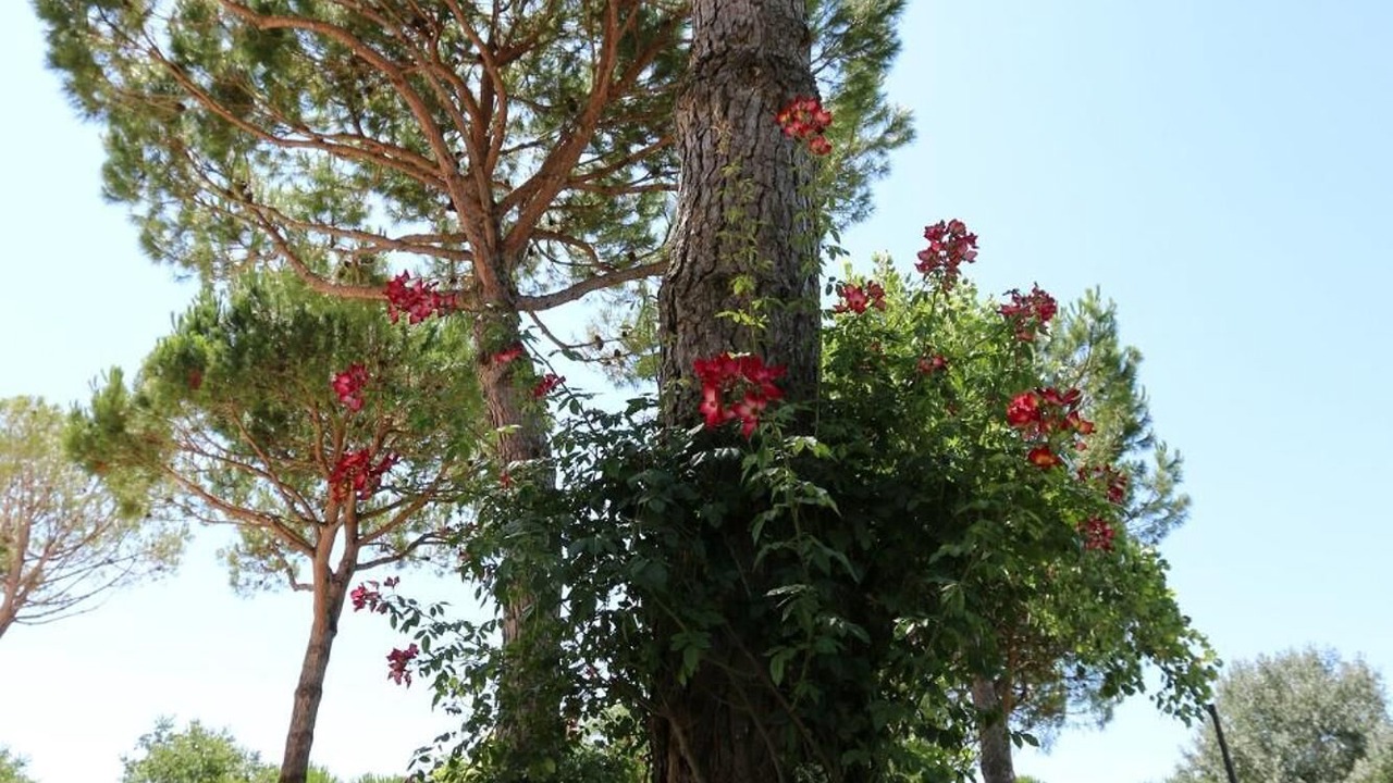 Photo of Outdoor in Bibione Pineda