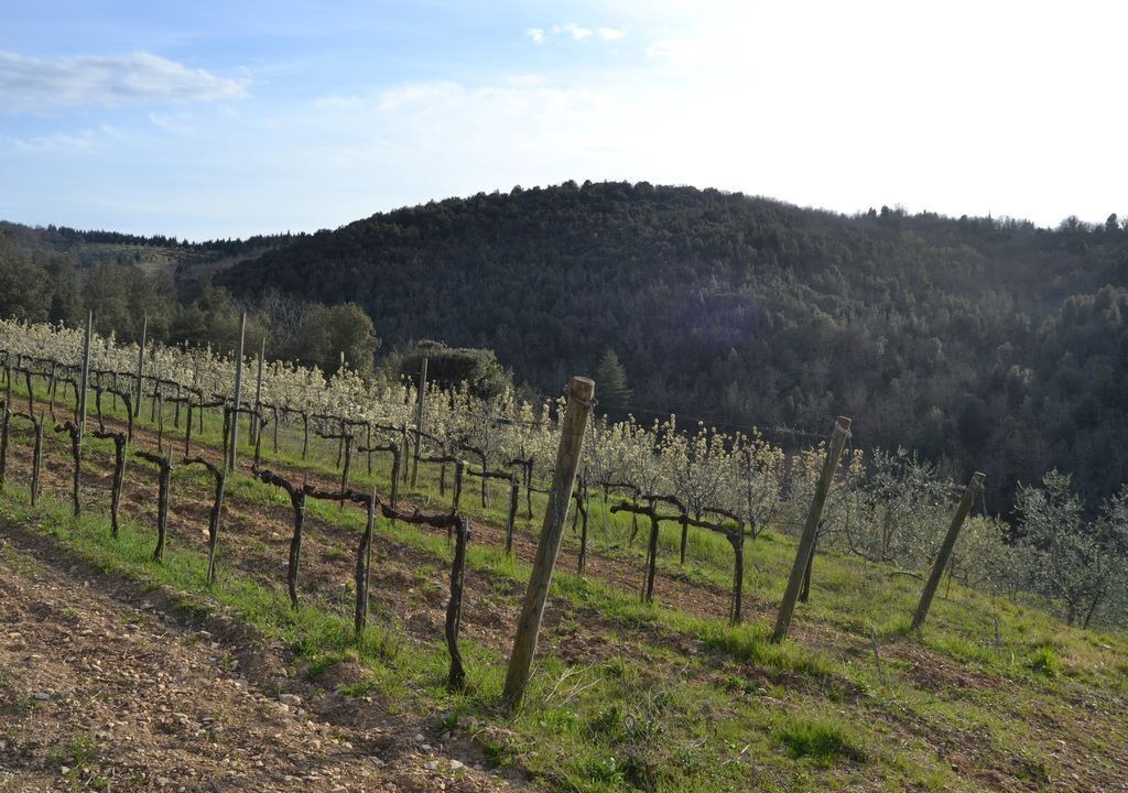 Photo of Outdoor in Barberino Val d'Elsa