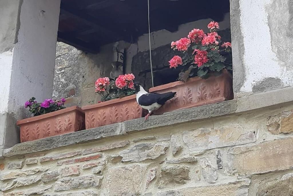 Photo of Outdoor in Castelfranco di Sopra