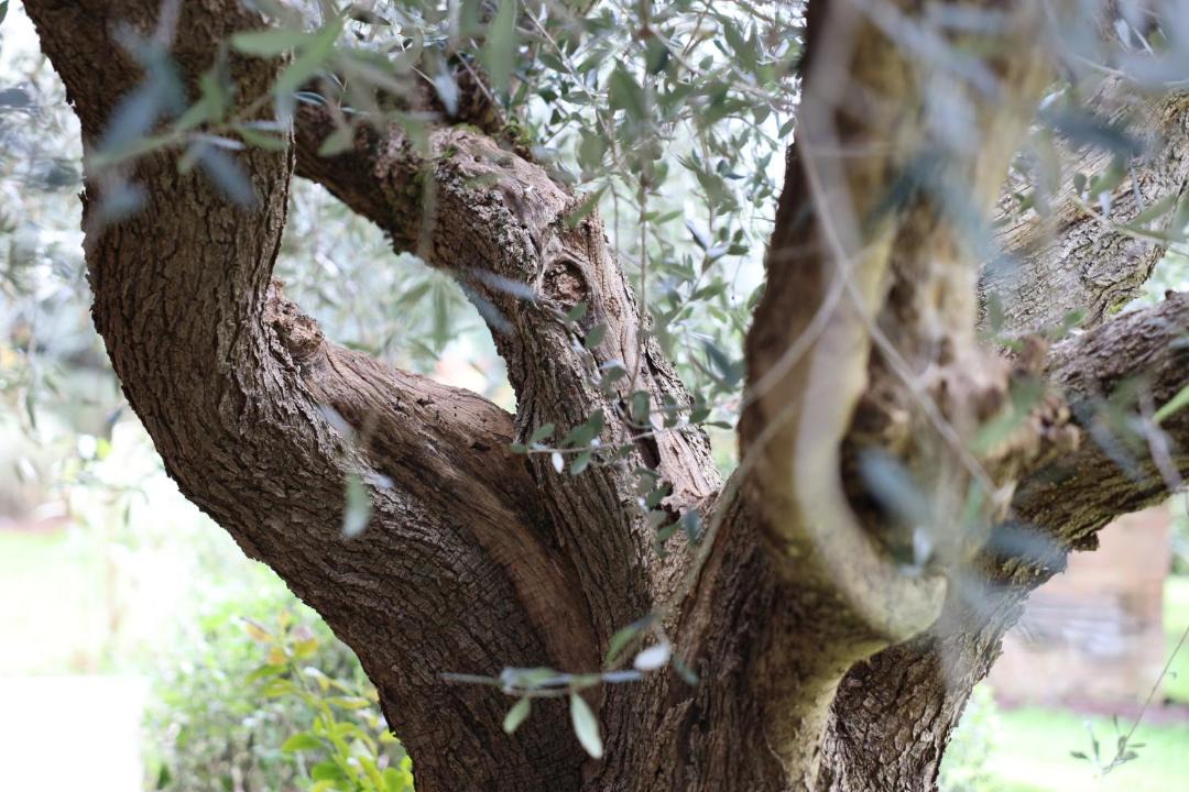 Photo of Others in Patrignano