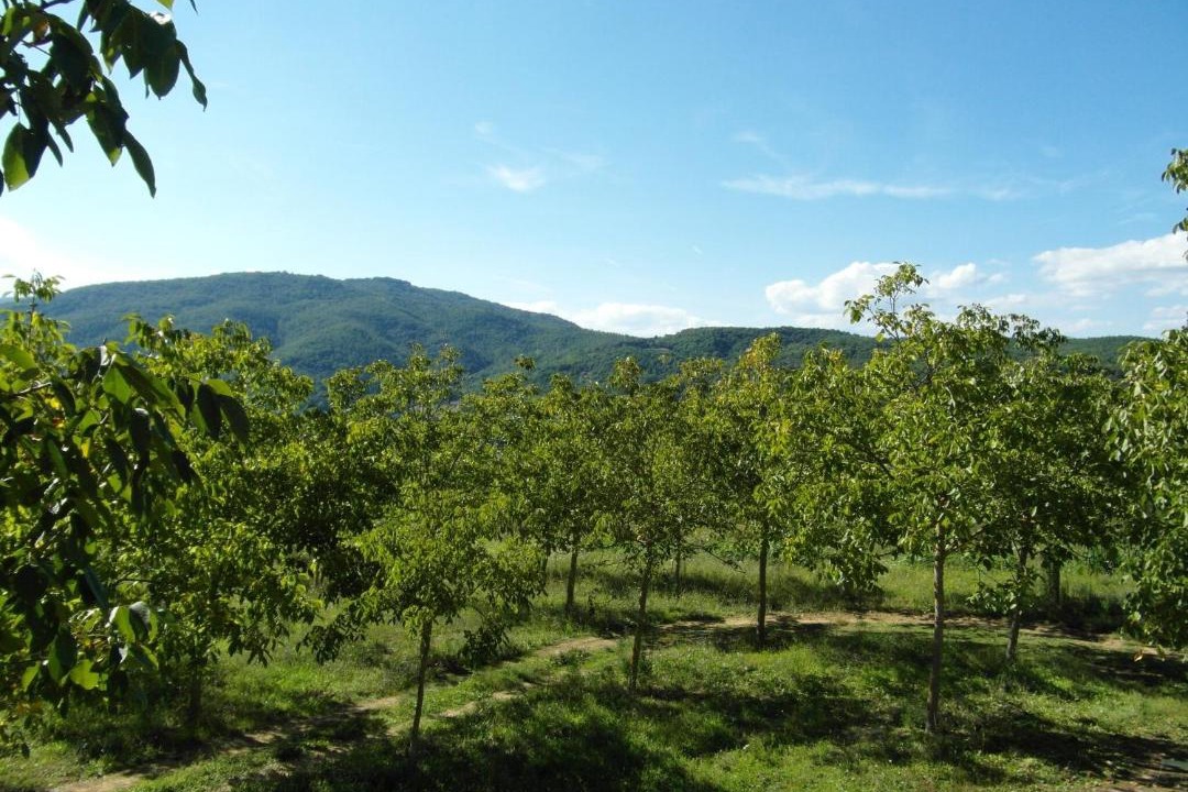 Photo of Others in Monterchi