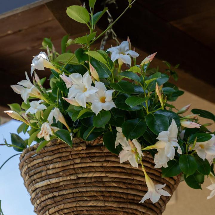 Photo of Patio Balcony in Rocca Malatina