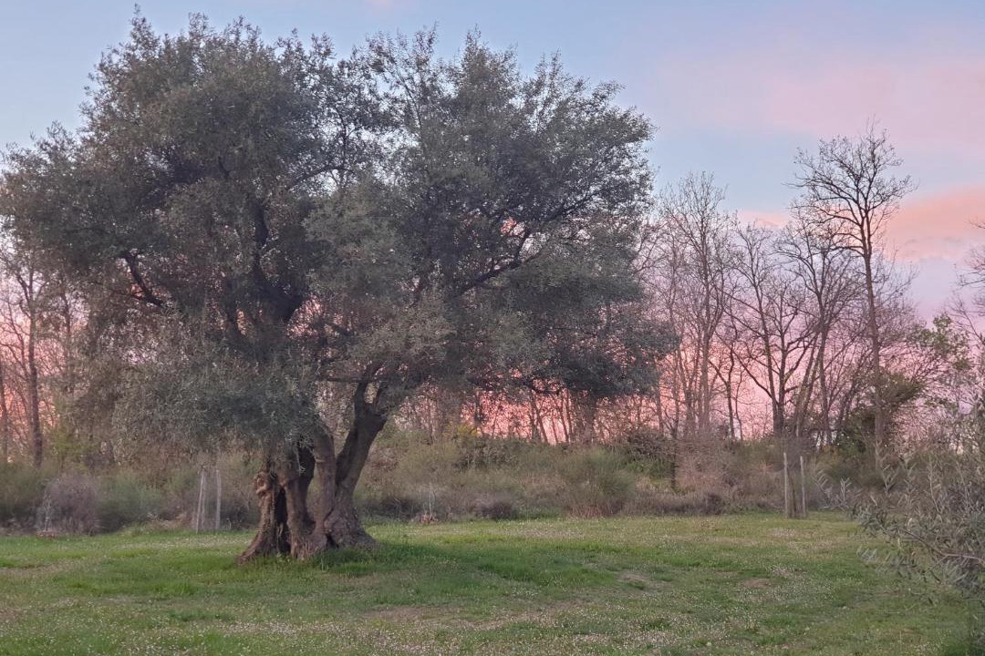 Photo of Others in San Lazzaro di Savena