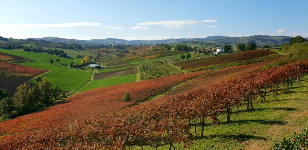 Photo of Others in Castelvetro di Modena